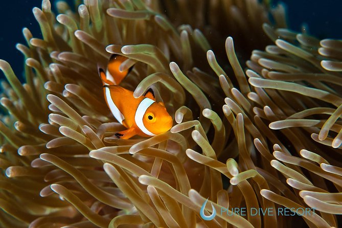 Nusa Penida Three Dives Trip for Certified Divers - Pure Dive Resort, a 7:00 am start, and why that matters