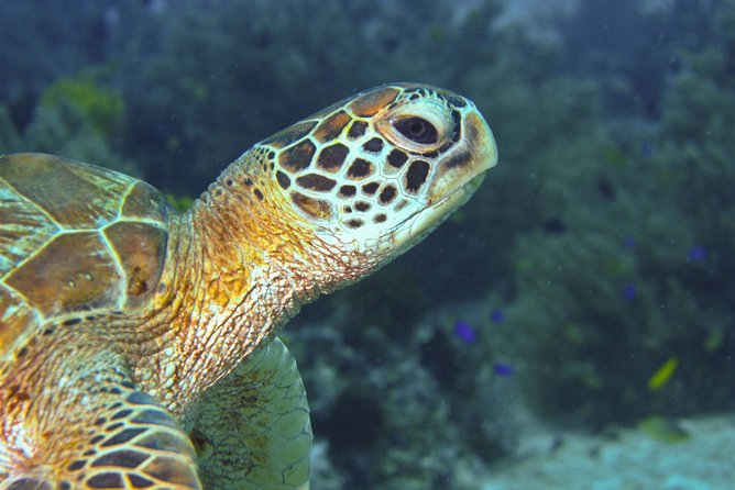 Nusa Penida Three Dives Trip for Certified Divers - A practical note on planning: timing, tickets, and the human touch