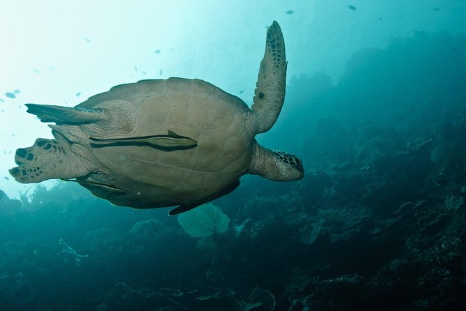 Nusa Penida Try Scuba Diving Program - for Non-Certified Divers - First-timer scuba on Nusa Penida: what makes this area special