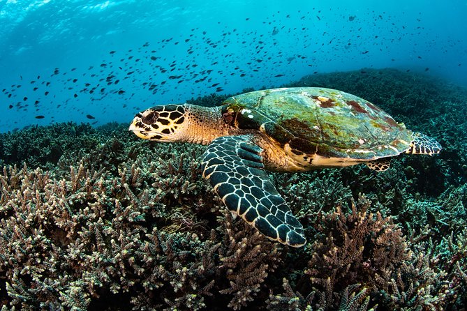 Open Water Course in Nusa Lembongan - Get Certified on remote island (next Bali) - Crystal Bay, Mangrove Point, Toyapakeh, and Jungut Batu Beach