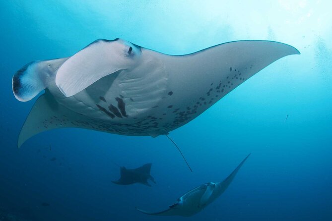 PADI Open water Course in Lembongan - Get certified & dive anywhere in the world - What certification really gives you (and what your next step should be)