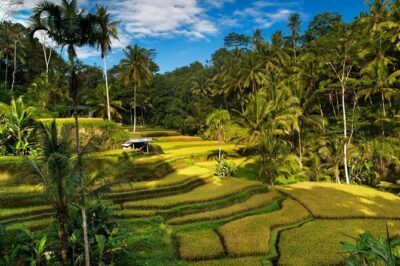 Private 4-Day Tours - Best Bali Tours Package - Best of Bali Highlights - Day 2 north Bali: Wanagiri viewpoints, Twin Waterfalls walk, Bratan temple, and Jatiluwih terraces