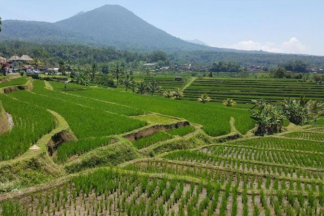 Private 4-Day Tours - Best Bali Tours Package - Best of Bali Highlights - Should you book this private 4-day Best of Bali package?