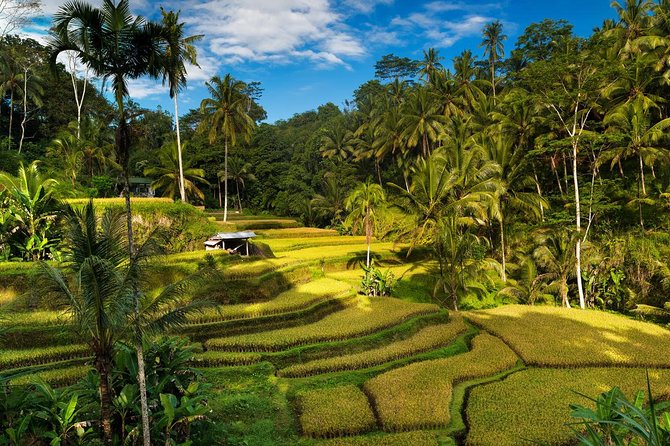 Private 4-Day Tours - Best Bali Tours Package - Best of Bali Highlights - Day 2 north Bali: Wanagiri viewpoints, Twin Waterfalls walk, Bratan temple, and Jatiluwih terraces