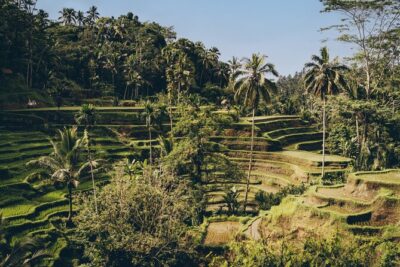Private Bali Custom Tour – Full Day with English-Speaking Driver - Rice terraces and water gardens: Tegallalang, Mancingan, Sebatu
