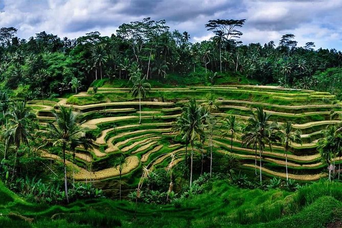 Private Bali swing, waterfall instagramable tour - Pickup and timing: an 8:30am start you’ll actually appreciate