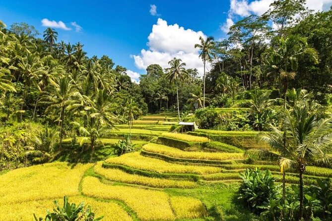Private Bali Tour - All Inclusive - Picheaven Bali Swing and the canyon view break