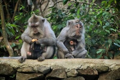 Private Custom Tour: 10-hour Tailor Made Tour of Bali - Price and value: what $34 per person covers (and what it doesn’t)