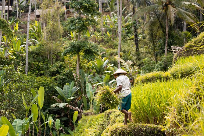 Private Customized Trip to Ubud - Why This Private Ubud Day Works Better Than a Fixed Route