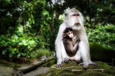 Private Day Tour In Ubud With Jungle Swing All Inclusive - Stop 1: Picheaven Bali Swing (Heights, Photo Moments, and the Extra Ticket)