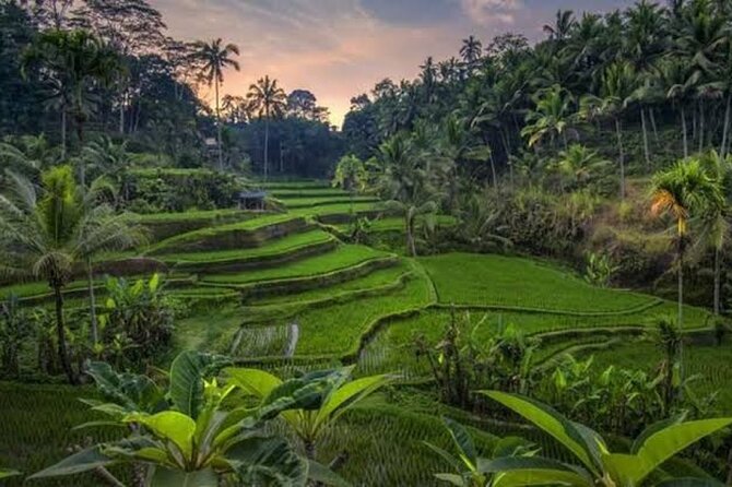 Private Day Tour To Waterfalls And Ubud Sightseeing - Coffee plantation tasting to close out the day