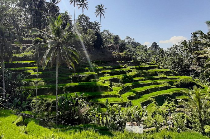 Private Driver in Bali with English Speaking - Stop 2: Tirta Empul Temple and the holy spring purification ritual