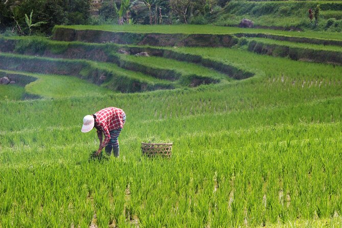 Private Full-Day Handara, Ulun Danu, Jatiluwih and Tanah Lot Tour - What’s Included (So You Don’t Spend Your Day Counting Extras)