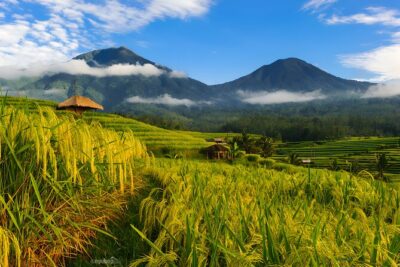Private Full-Day Tour: Discover The Best of Bali Destination - Stop 1: Tamblingan and Buyan Lakes in the Highlands