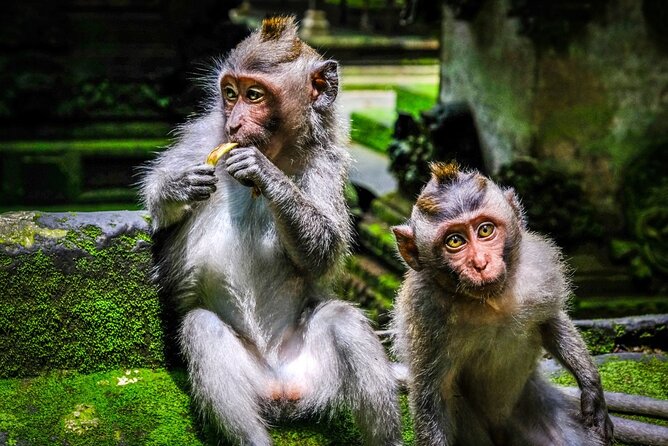 Private Full Day Tour In Ubud Bali - The driver factor: why English and patience change the day