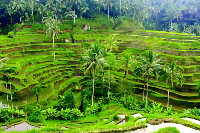 Private Half Day-Tour: Ubud Art Village Trip - Puri Saren Palace: Free Entry and a Strong Sense of Place