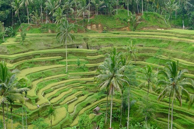 Private Inclusive Tours: 2 Days highlight of Bali - Price and Value: What $120 Covers (and What You’ll Still Pay)