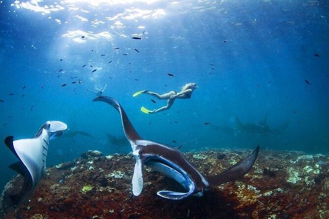 PRIVATE Nusa Penida on Boat Snorkeling & Island Tour (INCLUSIVE) - Nusa Penida for snorkelers who want manta-ray odds