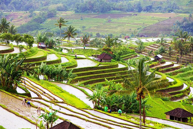 Private Shore Excursion: Customized Best of Bali Tour - Sacred Monkey Forest and Tegalalang Rice Terrace: Ubud’s nature side