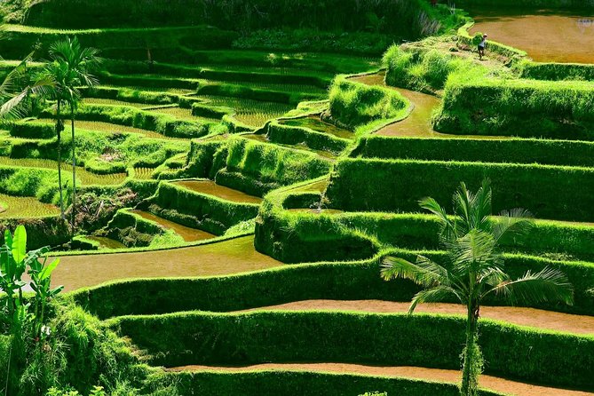 Private Shore Excursion: Customized Best of Bali Tour - Tanah Lot Temple: the low-tide timing rule you must respect