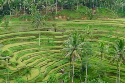 Private Shore Excursion: Highlights of Bali - Temen coffee at Satria Agrowisata: a tasty break with momentum