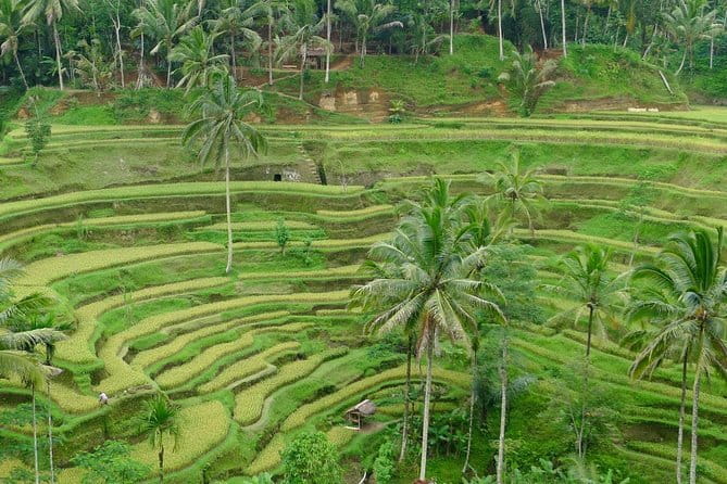 Private Shore Excursion: Highlights of Bali - Temen coffee at Satria Agrowisata: a tasty break with momentum