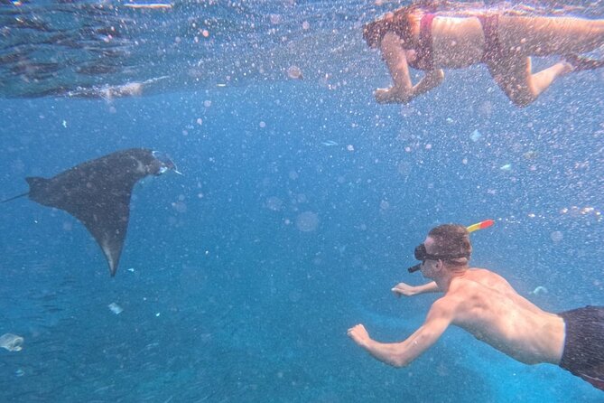 Private Snorkeling from Nusa Penida - Manta Bay: the reason you wake up early