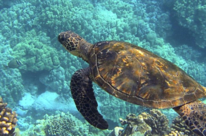 Private Snorkeling from Nusa Penida - Who this private snorkeling trip suits best