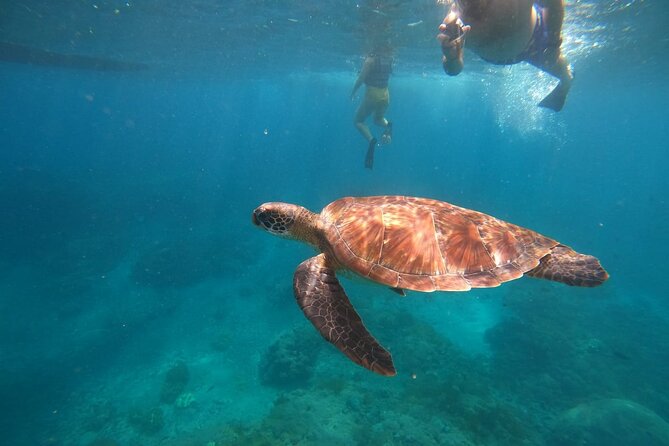 Private Snorkeling in Manta Bay, Gamat Bay & Wall at Nusa Penida - Price and what your $115 actually buys