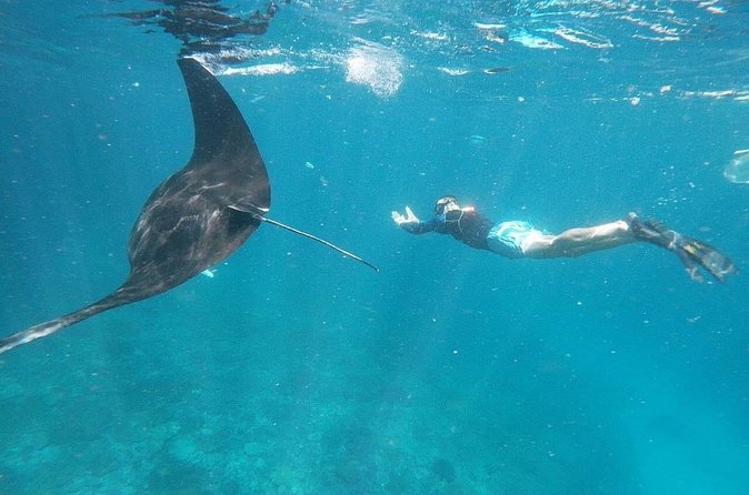 Private Snorkeling in Manta Bay, Gamat Bay & Wall at Nusa Penida - Gamat Bay: fish spotting gets easier with the guide