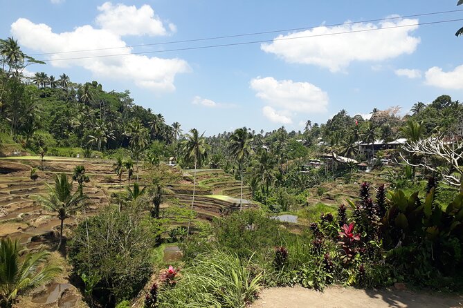 Private tour in Ubud country side - A Full Day Run From Kuta: 8:00 AM Start and a Private AC Ride