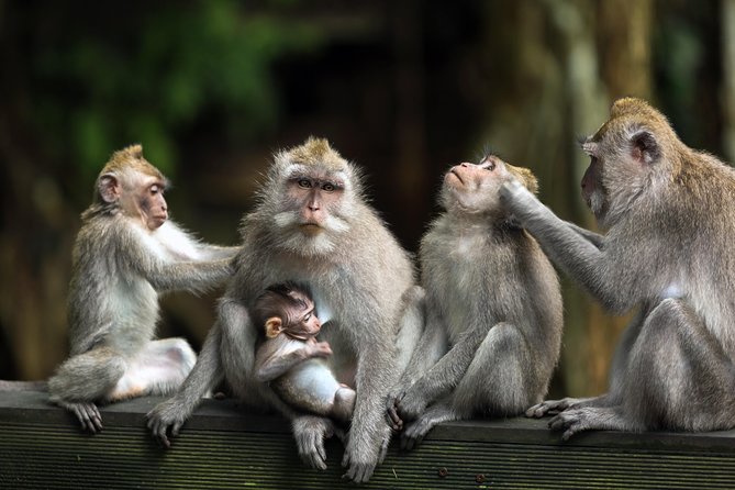 Private Tour: Ubud and Tanah Lot Day Tour - Monkey Forest: sacred jungle + real animals (and real rules)