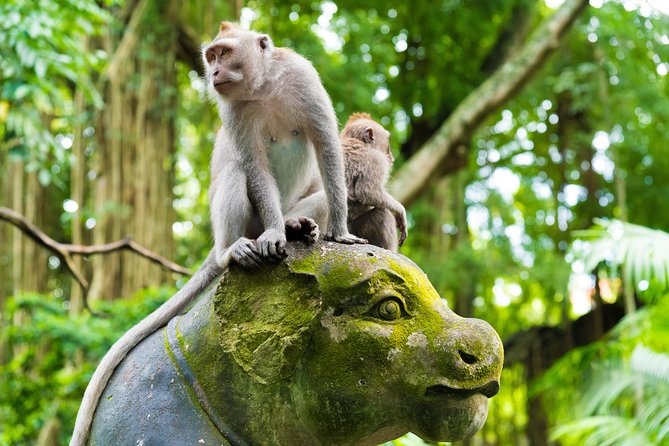 Private Tour: Ubud Highlights - Price and what you really get for $56.42