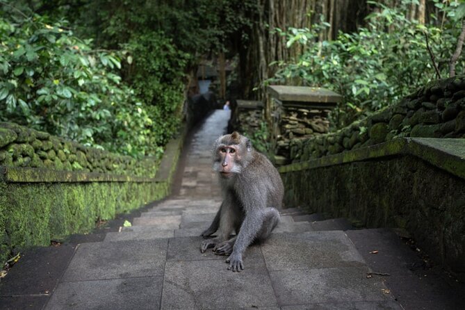 Private Ubud Day Tour Waterfalls Sacred Monkeys and Rice Fields - Sahadewa Barong Dance & Fire Dance: start with story, not scenery