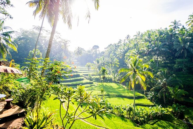 Private Ubud Day Tour Waterfalls Sacred Monkeys and Rice Fields - Tegalalang Rice Terrace: the view plus rice-farming reality
