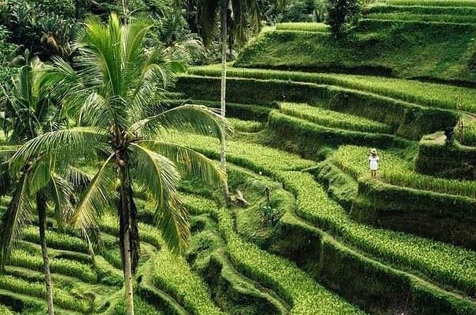 Private Ubud Tour - Tegalalang Rice Terraces: classic Ubud views with a controlled timebox