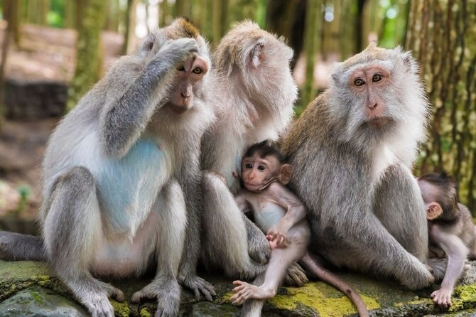 Private Ubud Tour: Monkey Forest, Waterfall & Rice Terrace - Sacred Monkey Forest Sanctuary: Temples in the Middle of the Trees