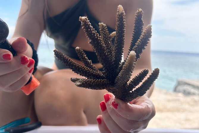 Reef Rehabilitation Course and Snorkeling - Key highlights you’ll care about