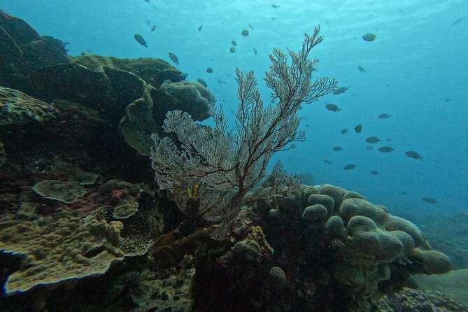 Reef Rehabilitation Course and Snorkeling - Coral Nursery Time: Seeing How the Corals Are Cultivated