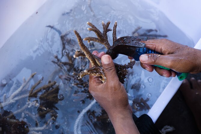 Reef Rehabilitation Course and Snorkeling - Lunch at Coral Cafe: Fuel Without Breaking the Day