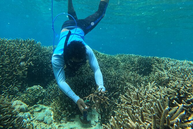 Reef Rehabilitation Course and Snorkeling - Planting 70 Corals (4 m²) Per Person: Your Hands-On Impact