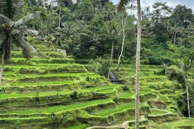 Sacred Spring Experience - Ubud Tour - Pickup, timing, and getting around Ubud without stress