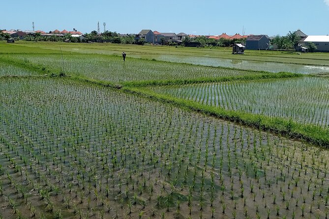 Sanur Village E-bike Tour: Family-Friendly Adventure - Turtle conservation on the beach: a meaningful pause
