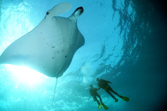 Scuba Diving Nusa Penida Manta Point 3 dives for certified divers - Penida and Lembongan: Why This Combo Works for Animals
