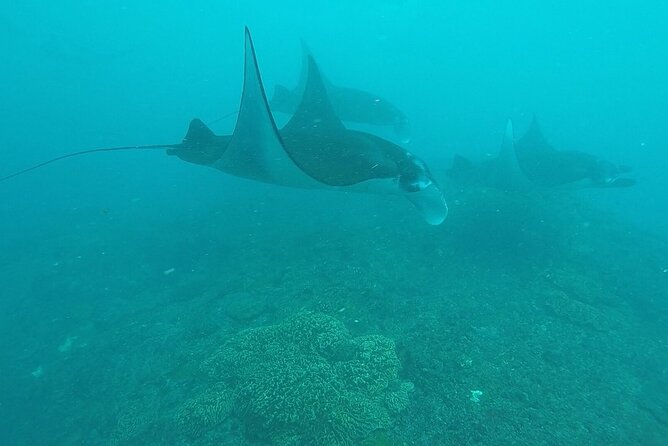 Scuba Diving Nusa Penida Manta Point 3 dives for certified divers - Nusa Lembongan Drift Swims: Healthy Corals and a Different Flow