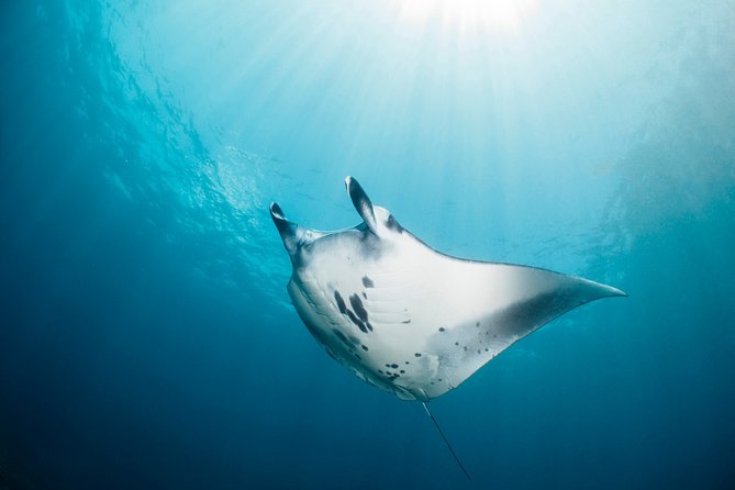 Scuba Diving Nusa Penida Manta Point 3 dives for certified divers - Safety-First Setup: PADI Leadership and Tight Control