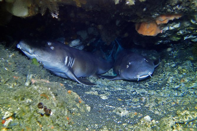 Scuba Diving Nusa Penida Manta Point 3 dives for certified divers - Price and Value: What $233 Buys You (and What to Double-Check)