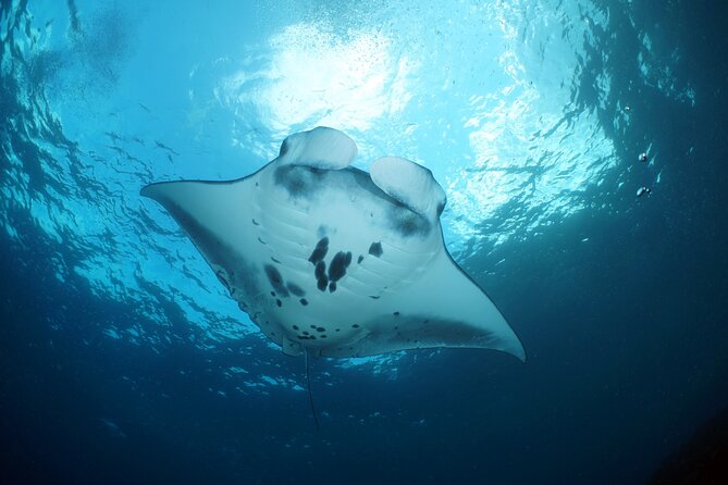 Scuba Diving Nusa Penida Manta Point 3 dives for certified divers - Comfort Details That Make or Break the Day