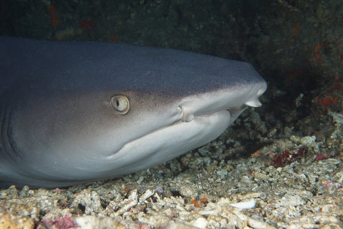 Scuba Diving Padangbai Shark Point 2 dives for certified divers - Padangbai Makes Sense for a One-Day Scuba Plan