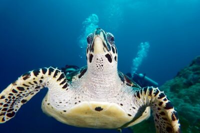 Scuba Diving Padangbai Shark Point 2 dives for certified divers - Blue Lagoon: Clear Water Critters and Macro Favorites